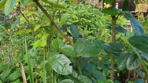 Осенние Цветение Роз. Что надо сделать, чтобы розы цвели до поздней осени