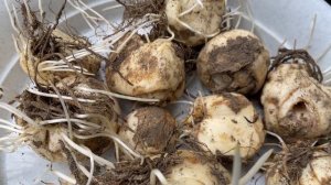 СЕКРЕТЫ ПОСАДКИ РЯБЧИКОВ И БЕЗВРЕМЕННИКОВ ДЛЯ ПЫШНОГО ЦВЕТЕНИЯ