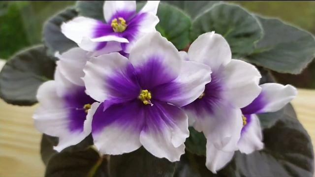 КРАСИВОЦВЕТУЩИЕ СОРТА ФИАЛОК. СЕНПОЛИЯ Optimara myDream. смотреть онлайн