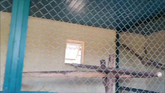 Зоопарк в Новой Москве смотреть онлайн