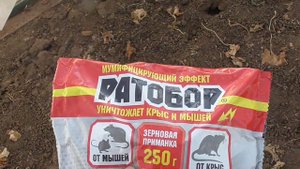 Сыплю отраву для мышей в теплице