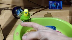 Забавные Птичкины красавчики