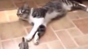 Съест ли кот черепаху? Маленькая черепаха и кошка