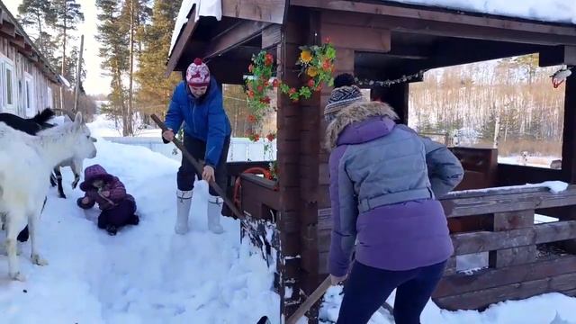 Завалило снегом! Разбираем снежные завалы на конюшне. Козы зимой гуляют.#конюшня #снежныйзавал #сне смотреть онлайн