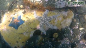 Гармония 5 гребешок (август 2018) Владивосток