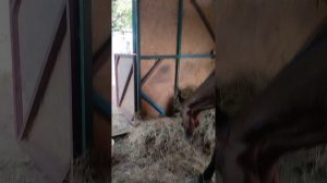 Лошадь дома. Мечта сбылась, что дальше. Денник для лошади.