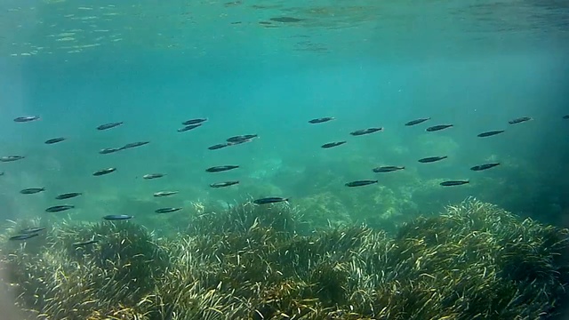 Тирренское море - Tirrhenian sea 012 jellyfish