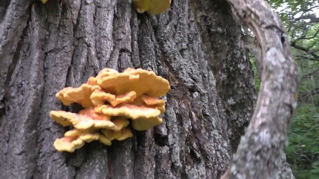 ГРИБЫ ТРУТОВИК СЕРНО ЖЁЛТЫЙ ОТОБРАЛИ У ШЕРШНЕЙ! Поход в лес по грибы! смотреть онлайн