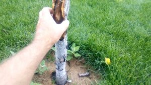 Повреждение и отмирание коры плодовых. Как вылечить.