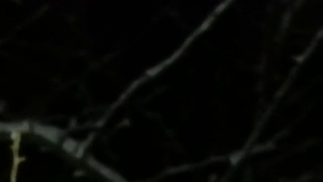 Ночная прогулка в зимний сказочный лес. Ночные зарисовки. vk.com/unostmk