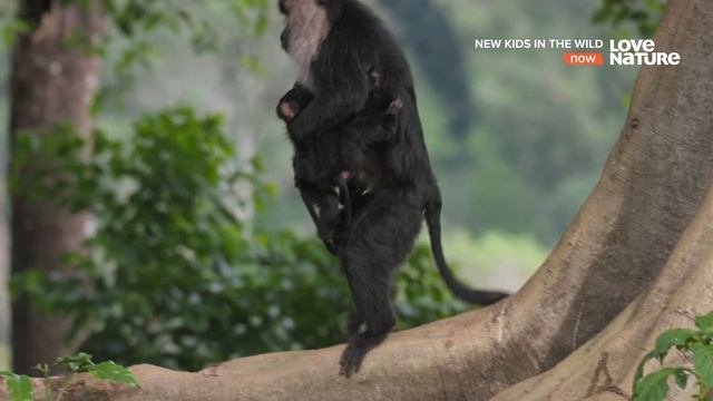 Дикие детишки (Малыши в дикой природе) / New Kids in the Wild Серия 5 Рави детеныш макаки вандеру. смотреть онлайн