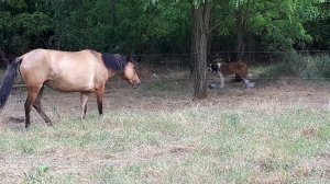 21 июля 2021 г. лошадь в электропастухе