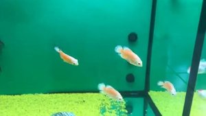 Astronotus Albino Red