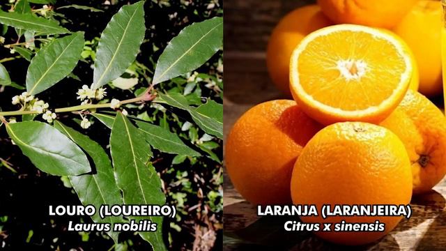 Ela reduziu os nódulos em apenas 8 dias! De mioma a tireoide, veja que plantas usar! смотреть онлайн