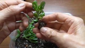 Денежное дерево Толстянка Размножение черенками и отростками.