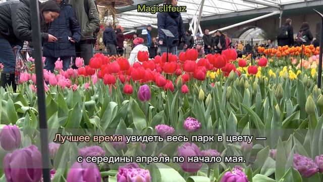 07.04.2023 Keukenhof, Niederlande | Нидерланды, Кёкенхоф #magiclifeuz #keukenhof #2023 #niderland смотреть онлайн