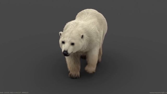 Polar bear walking test - Arnold смотреть онлайн