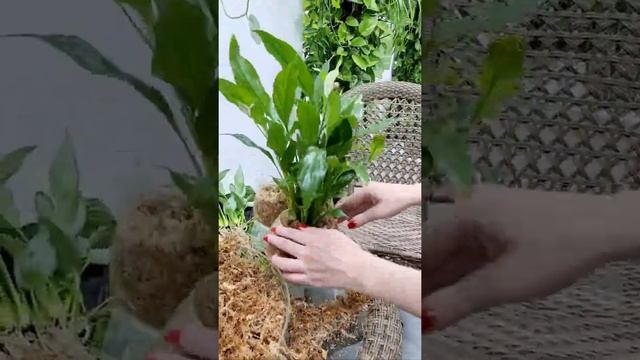 Спатифиллум пересаживаем в сфагновый мох