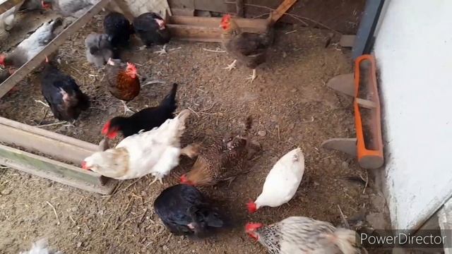 ❗️Как несутся куры? Что лучше, Кросс или Порода для бизнеса?/colorful chicken eggs