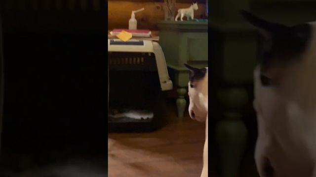 Королевство маловато!!! Бультерьер как кошка… залезет куда хошь) 🤪 #bullterrier#бультерьер#собака