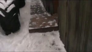 Восточно сибирские лайки