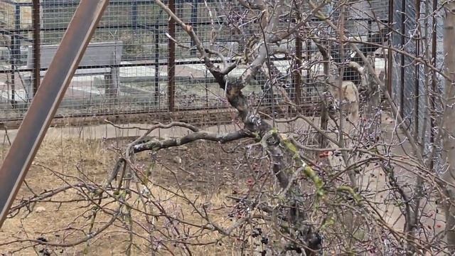 Энерджайзер Дик! Тайган смотреть онлайн