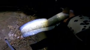 Осенний НАЛИМ! Ловля на донку, река ИШИМ! СКО