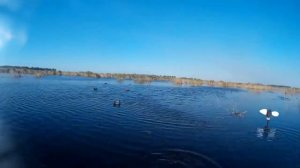 Охота на уток. Чучела уток Avian X и Lucky Duck