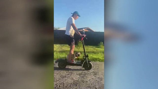 Я и французский бульдог девочка Джозефина на электро самокате.