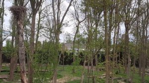 Медведь залез на дерево 30м