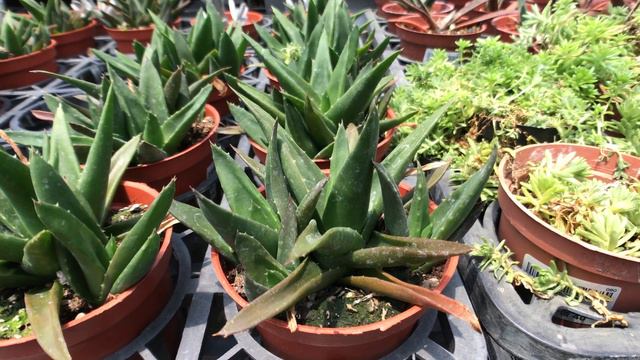 Alworthia 'Black Gem' 多肉植物觀察 墨玉(黑蘆薈) смотреть онлайн