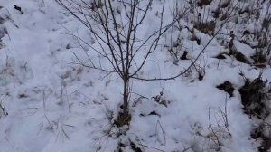ЧТО С МЕДВЕДЕМ?! РОСОМАХА ПРИШЛА НА ПРИВАДУ ПО ПЕРВОМУ СНЕГУ / ЕЛЕ ДОБРАЛСЯ ДО ДОМА!