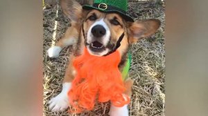 Самые милые пёсики на свете [Лучшие видео ADME]