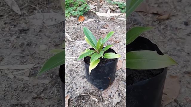 Tanaman hias philo katak mini I philodendron katak