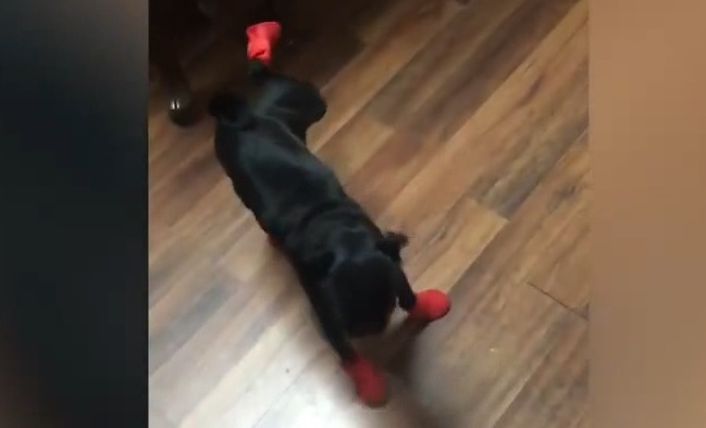 Смешные животные #9 смотреть онлайн