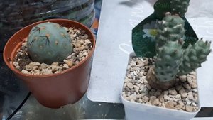 Новинка в коллекции тефрокактус геометрикус.