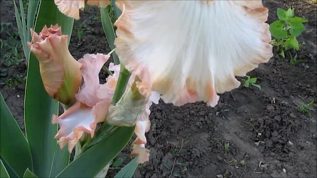 Элейн Энжел высокий ирис смотреть онлайн