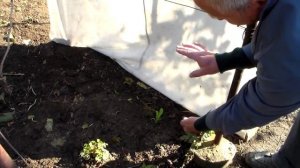 Виноград Двухплоскостная шпалера