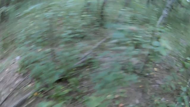 ВЛОГ4 Ежевикашалаш выживальщиковмаленький ежик..