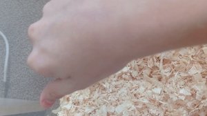 Уменя теперь живут Хомяки и я их люблю