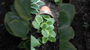Мини хоста Майти Маус ( лат.  Hosta Mighty Mouse)