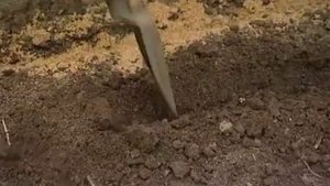 Посадка гладиолусов   уДачные советы