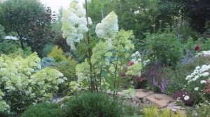 Сочетание роз в саду. Манстэд Вуд и Дарси Бассел.