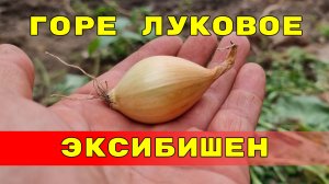 секрет выращивания лука эксибишен или горе луковое эксибишен не кило вырос, еще один год потерял
