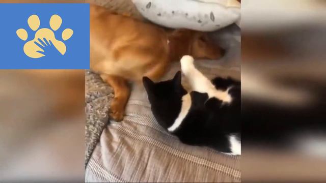 Забавные Животные | Юмор Для Поднятия Настроения