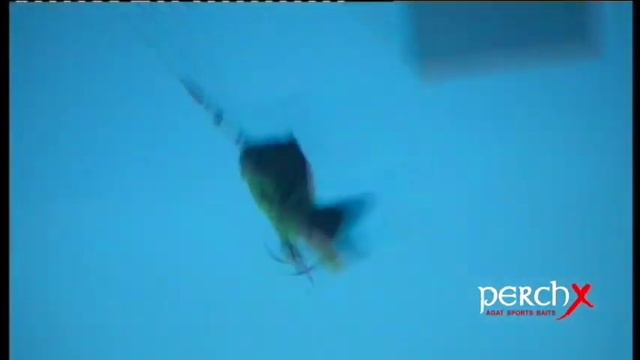 Swimbait AGAT Perch X test in water смотреть онлайн