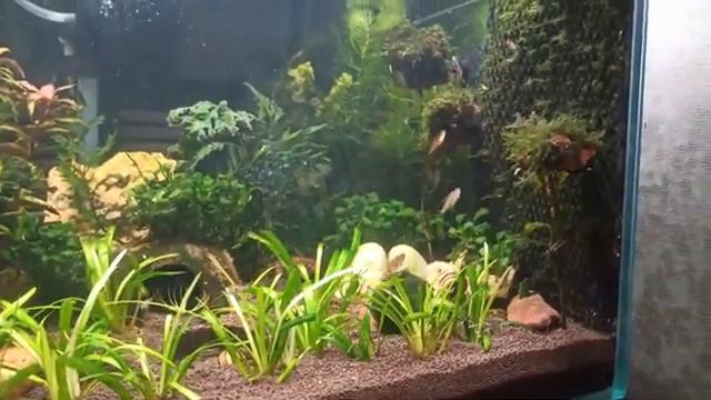 Запуск стайки Расбор Невус (Землянички) смотреть онлайн