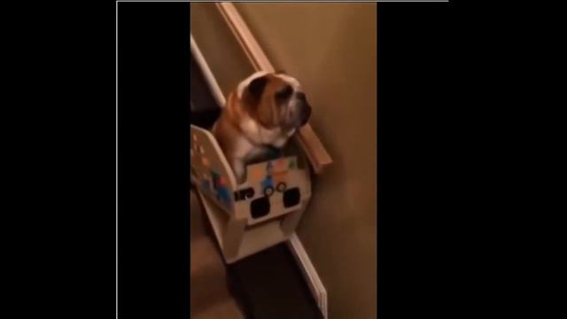 Уморительные собаки - лучшая подборка любительских видео!!! смотреть онлайн