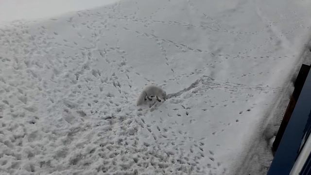 Звери севера смотреть онлайн