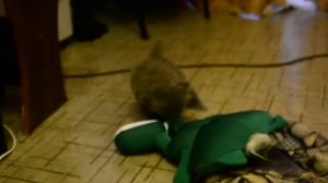 Бесится Котёнок